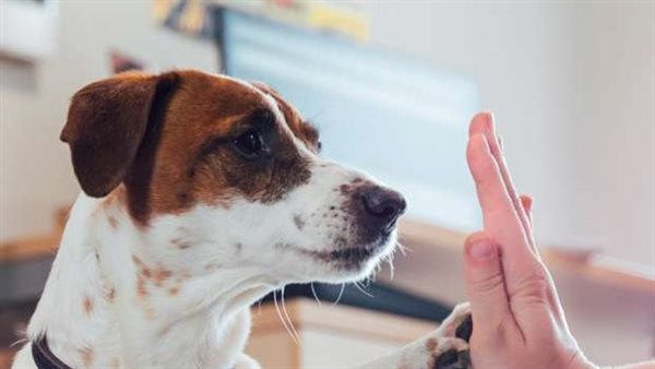 وظيفة الأحلام.. مطلوب موظف يلعب مع الكلاب براتب شهري مغري