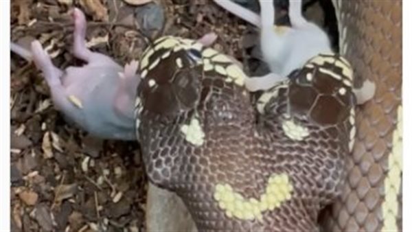 مشهد مرعب.. ثعبان ذو رأسين يبتلع فأرين دفعة واحدة| شاهد 