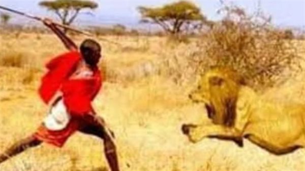 مش هتصدق.. صبي شجاع ينقذ أخته من بين فكي أسد مفترس