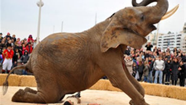 مشهد قاسي.. فيل يسحق طفلا حتى الموت بقرية هندية| شاهد