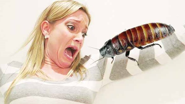 غيرت منزلها 18 مرة في 3 سنوات.. خوف سيدة من الصراصير يدفع الزوج لتطليقها 