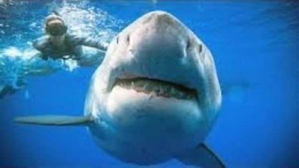 من منطقة حساسة.. سمكة قرش تعض مصيف نجا منها بأعجوبة|شاهد 