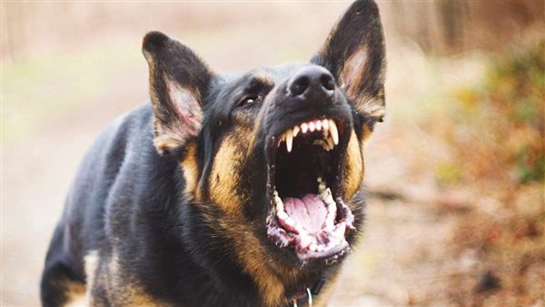  بطريقة مخيفة... كلاب متوحشة تتسبب بوفاة سيدة