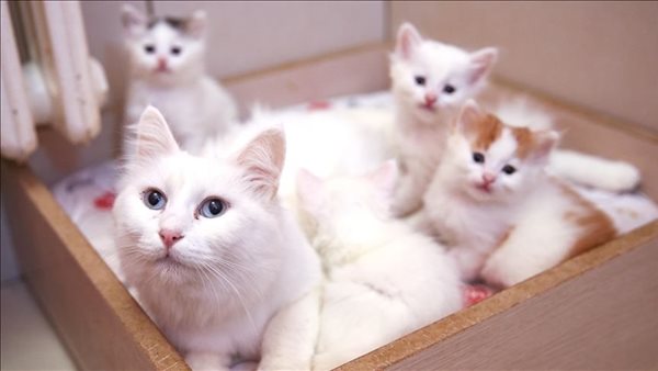 مش هتصدق بسبب 9 قطط.. قاضي يحكم على شاب بالسجن 5 سنوات 