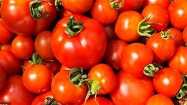 في هذا الموعد.. خلى بالك من ارتفاع أسعار الطماطم 