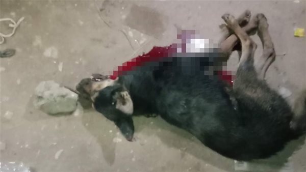 أصاب 9 أشخاص..حيوان شرس يثير الرعب في المنيا