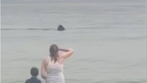  بالقرب من الشاطئ.. سيدة تثير الجدل بعد تصويرها مقطع فيديو لسمكة قرش| شاهد 