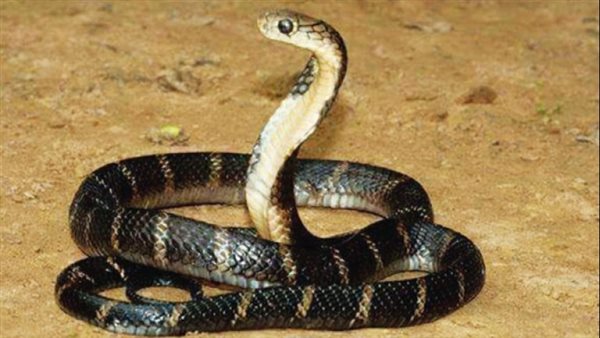 انتقاما منه.. رجل يعض ثعبانًا سامًا حتى الموت في مشهد غريب 