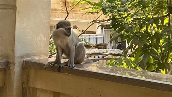 فزع وإغلاق للمنازل.. القصة الكاملة لـ انتشار القرود في حدائق الأهرام | شاهد 