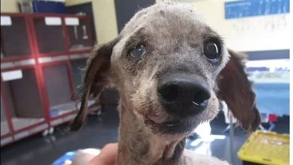 بسبب سوء معاملتهم لكلب.. زوجين مهددين بالسجن بسبب عدم قدرته على التبول 