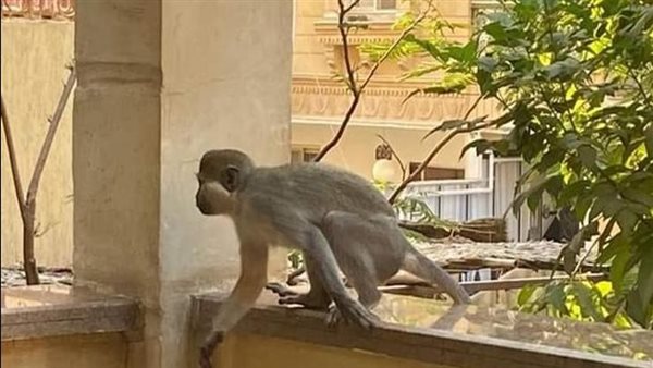  قصة القرود الهاربة في حدائق الأهرام.. تحذيرات عاجلة وخدعة للإمساك بها