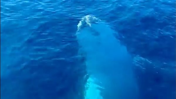 موقف مرعب.. صدمة ركاب سفينة بسبب حوت عملاق| شاهد 