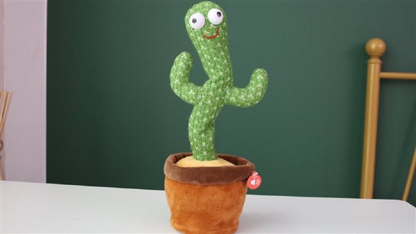 مفاجأة صادمة..طبيب يطلق تحذيرا خطيرا بشأن الصبارة الراقصة | فيديو