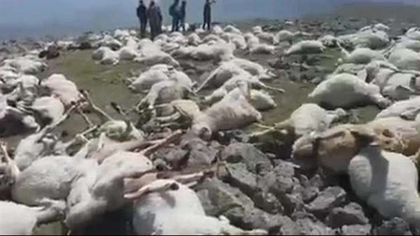 مشاهد لا تصدق.. صاعقة رعدية تقتل 550 من الأغنام أثناء الرعي على جبل في جورجيا | فيديو