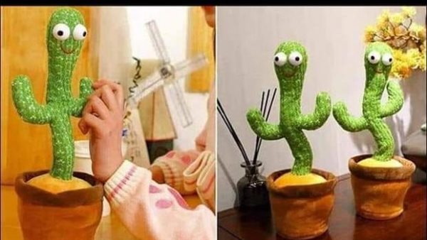 احذري منها.. هل تسبب الصبارة الراقصة التوحد والاكتئاب؟