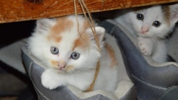 الراحمون يرحمهم الله.. 200 ألف درهم مكأفاة إنقاذ قطة| شاهد 