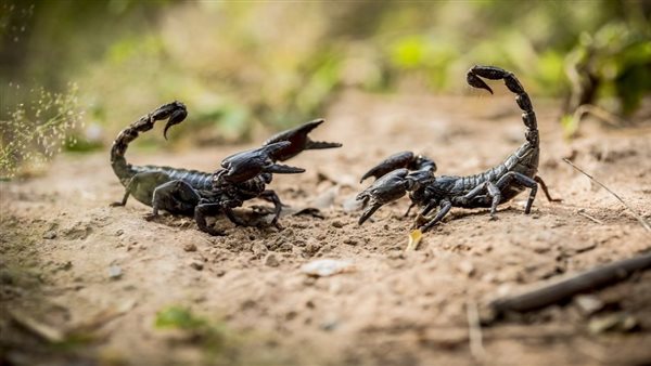 عند دفن زوجها ظهرت عقارب في القبر.. وداعية إسلامي يرد عليها| شاهد
