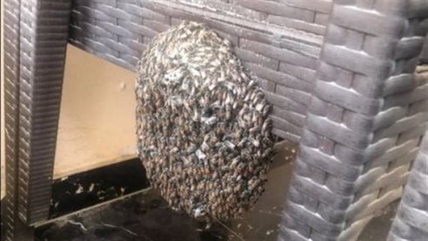 مبيمشيش وبيهاجم العين.. سر انتشار عش الدبابير في التجمع | شاهد