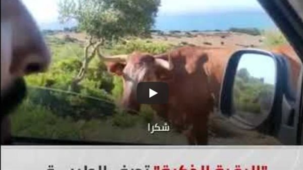 مشهد لا يصدق.. بقرة تصف الطريق لسائق سألها عن شاطئ بولونيا | فيديو