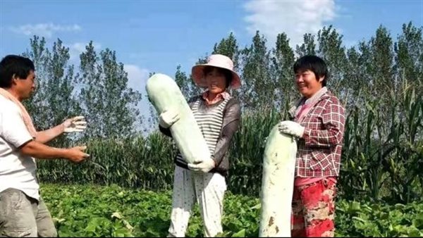 اختراع يا كوتش... مزارع صيني ينتج أكبر بطيخة في العالم وزنها 90 كيلو