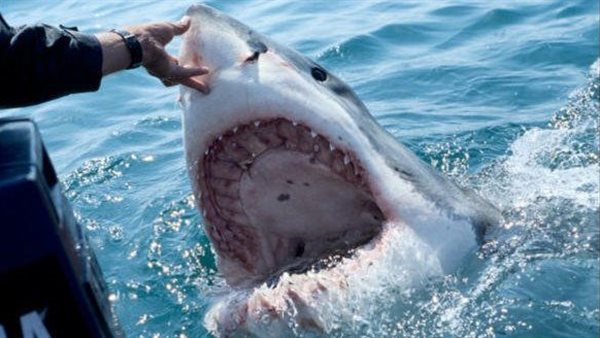 مشهد مرعب.. لحظة هجوم سمكة قرش ضخمة على راكب أمواج|شاهد 