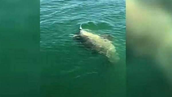 صياد يوثق بالفيديو لحظة التهام 