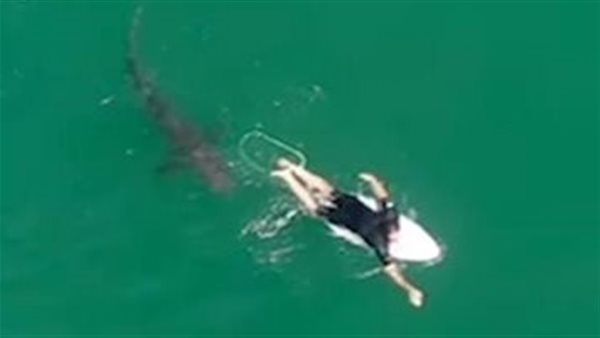 مفاجأة.. محافظ مطروح يكشف كواليس هجوم سمكة قرش على مواطن