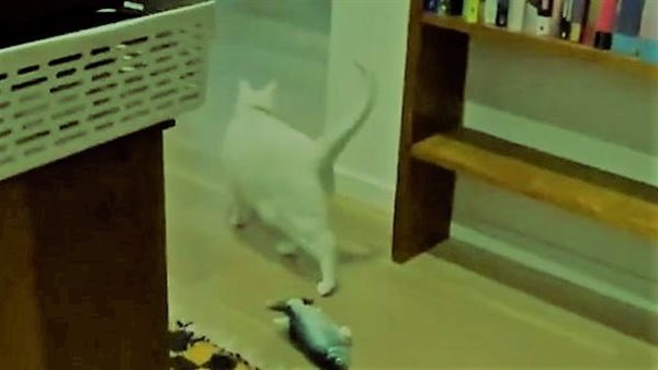بطريقة غريبة.. قطة تتنبأ بزلزال قبل ثوان من وقوعه | فيديو