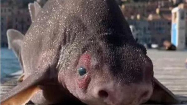 ظهور مخلوق مرعب في البحر المتوسط.. قرش برأس خنزير| شاهد 