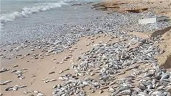  نفوق الأسماك وانهيار جزء من جبل..مشاهد صادمة من إعصار شاهين | فيديو