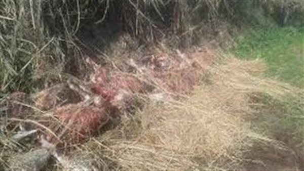 هل بيعت لحومها ؟.. القصة الكاملة للعثور على حمير مسلوخة