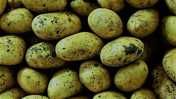 حتى لا تصاب بالتسمم.. دراسة تنصح بتجنب تناول البطاطس في هذه الحالة