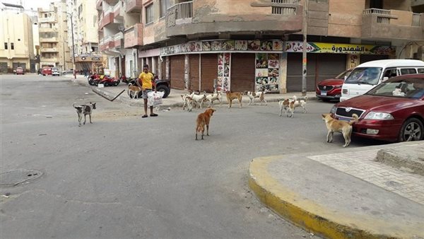 لقطات مروعة..لحظة هجوم كلب مسعور على الأطفال بالإسكندرية | فيديو