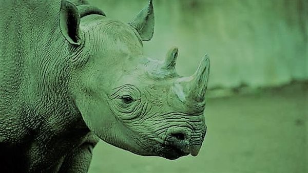 لقطات مفجعة.. لحظة بكاء وحيد القرن بعد قطع قرنه | شاهد