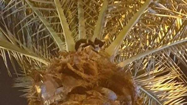  «طلعت نخلة وما عرفتش تنزل».. إنقاذ قطة في الإسماعيلية بسلالم الحماية المدنية| شاهد 