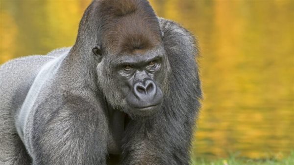 على خطى كينج كونج.. لقطات مرعبة لغوريلا تهاجم سائحين وتجبرهم على الهرب | فيديو