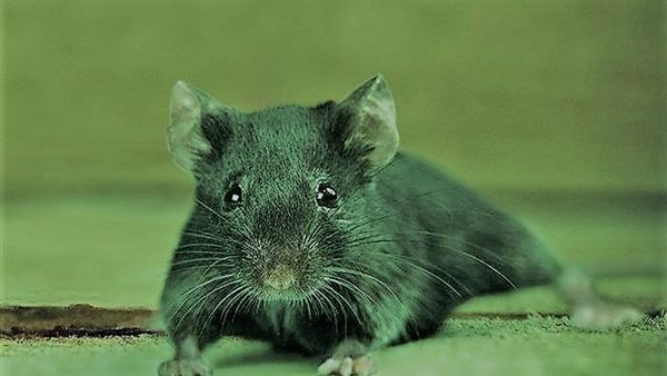 احذر من الشقوق.. 5 أشياء تجذب الفئران إلى منزلك