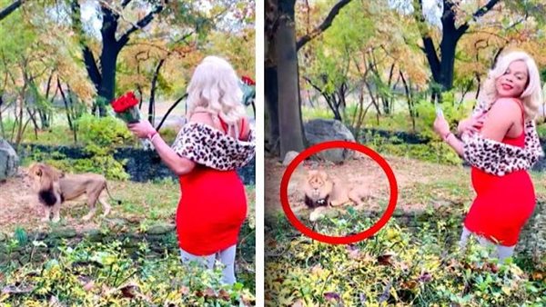 داعبته ورقصت أمامه.. سيدة تقتحم حظيرة أسد في حديقة حيوان وتقدم له الورود | فيديو