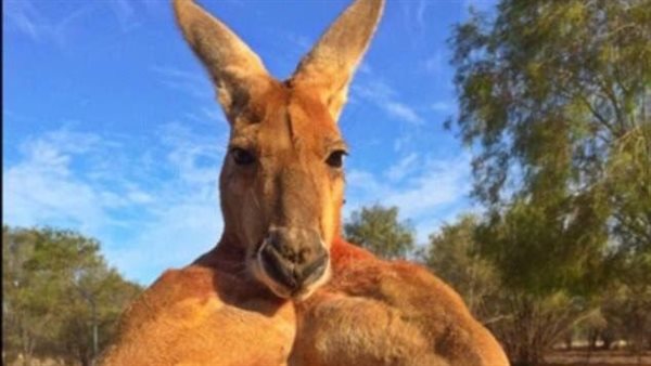 عرض كمال أجسام..كنغر يستعرض عضلاته أمام فتاة حسناء | فيديو