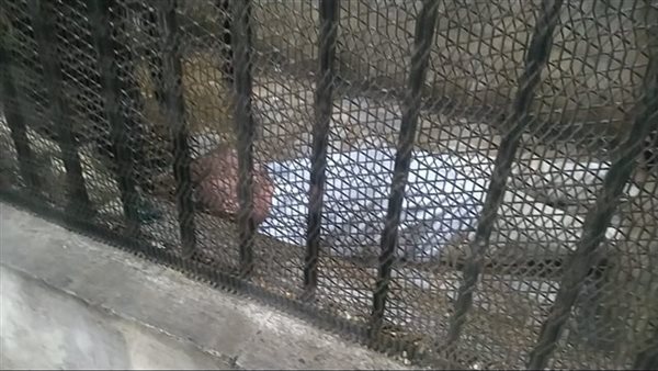 بعد الحكم عليه بالمؤبد.. لحظة سقوط خطيب وإمام مسجد مغشيا عليه لاتهامه بهتك عرض طفلة | شاهد