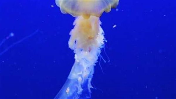 طوله 6 أمتار.. حكاية مخلوق غامض يظهر في قاع المحيط الأطلنطي |فيديو