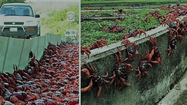 لحظة مرعبة.. 50 مليون من السرطانات آكلي لحوم البشر تغزو أستراليا | فيديو