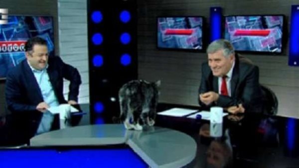 بسبب قطة.. مذيع يتعرض لموقف محرج على الهواء مباشرة | فيديو