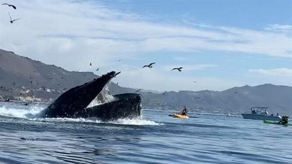 بشكل مفاجئ ومخيف.. حوت ضخم يبتلع زورقا في عرض البحر على متنه شخصين | فيديو