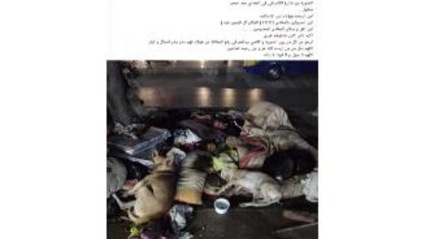 بيان من الحكومة بشأن طفلين يقيمان وسط القمامة والحيوانات الضالة في المعادي الجديدة | شاهد