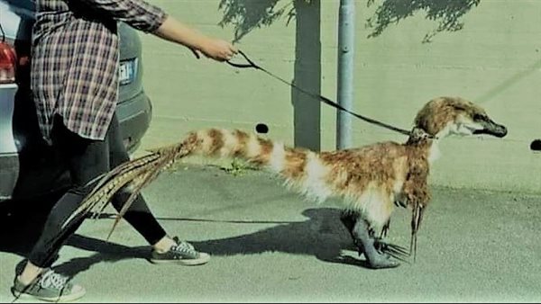 «إيه الكائن ده؟».. حيوان غريب يثير دهشة المواطنين حول العالم