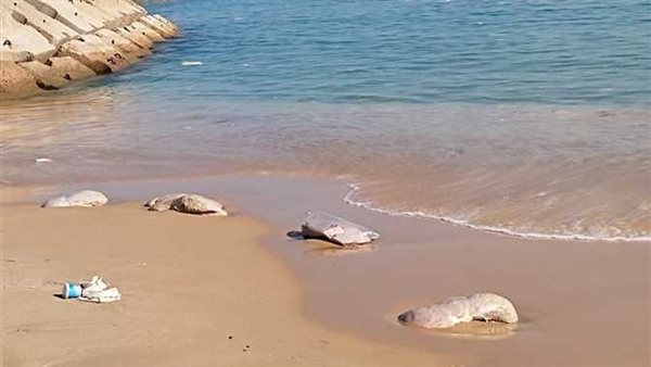 المحافظ أمر بإعدامها.. التفاصيل الكاملة لظهور لحوم طافية على سطح البحر بالإسكندرية | شاهد