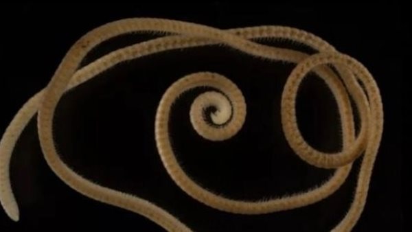 طوله أكثر من عرضه 100 مرة.. اكتشاف مخلوق بلا أعين ولديه 1300 رجل | شاهد