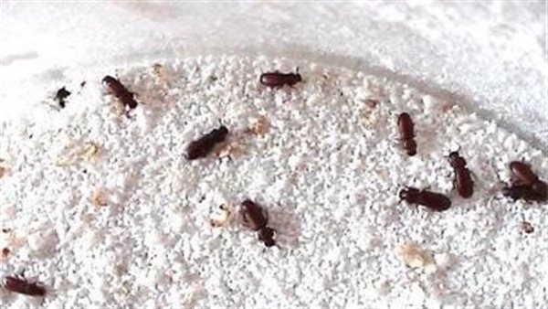 الإفتاء تحسم الجدل..هل الحشرات والسوس في البيت دليل على الحسد؟