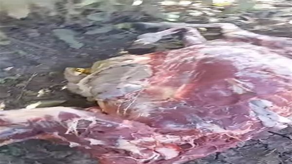 المنشطات الجنسية السبب.. العثور على حمير مذبوحة ومسلوخة بالشرقية